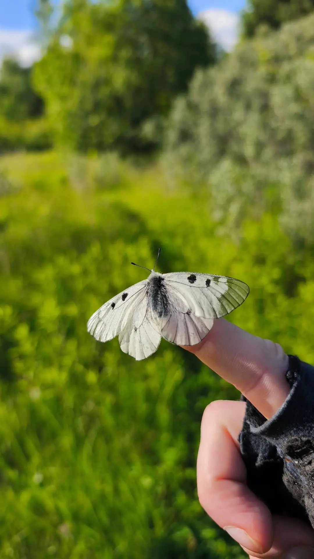 Аполлон мнемозина🦋
Эта бабочка очень редкая и плохо летает, но каким-то чудом ещё дожила до нашего 