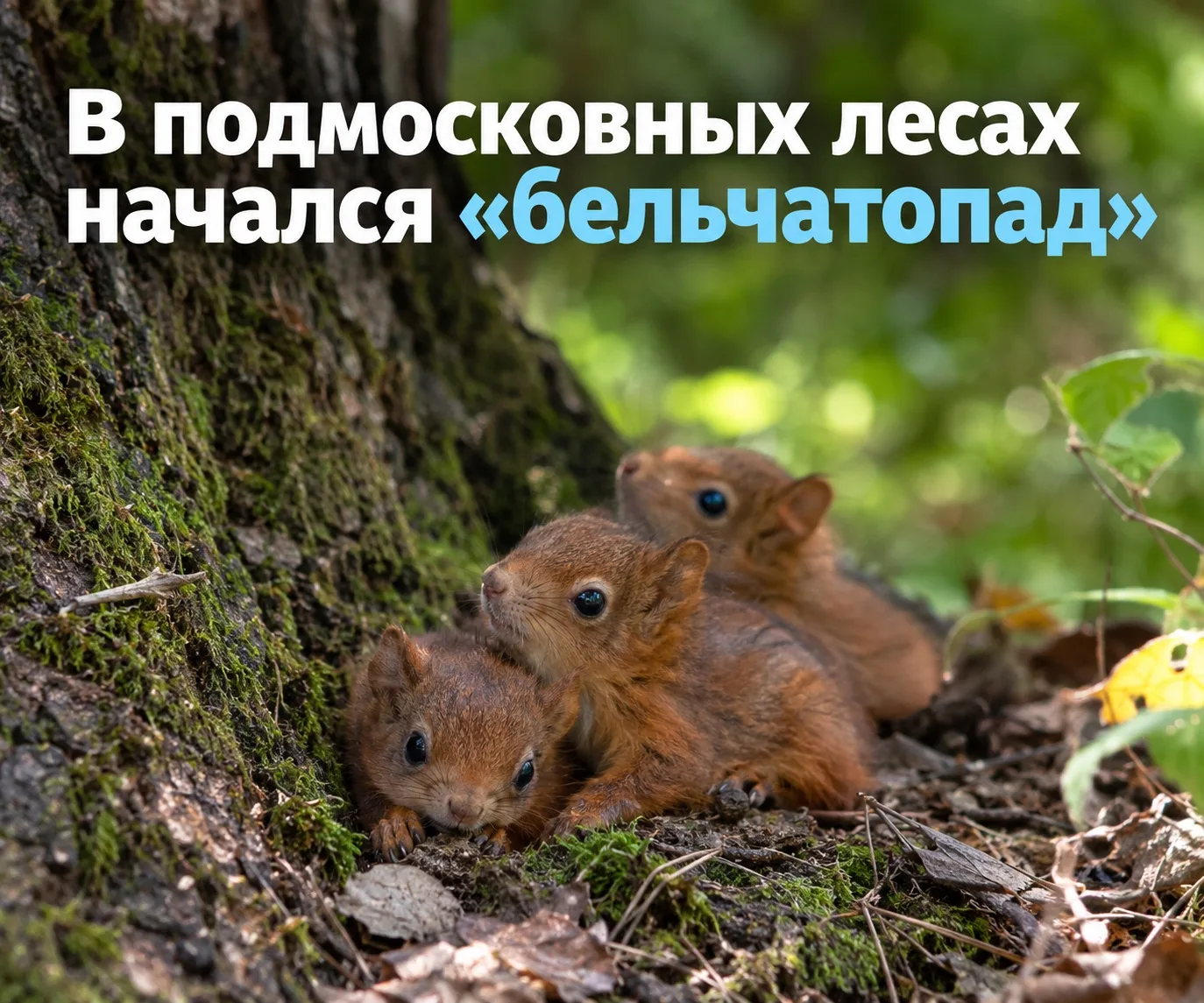 🐿 Осторожно, «бельчатопад»: что делать, если встретили выпавшего из гнезда малыша?