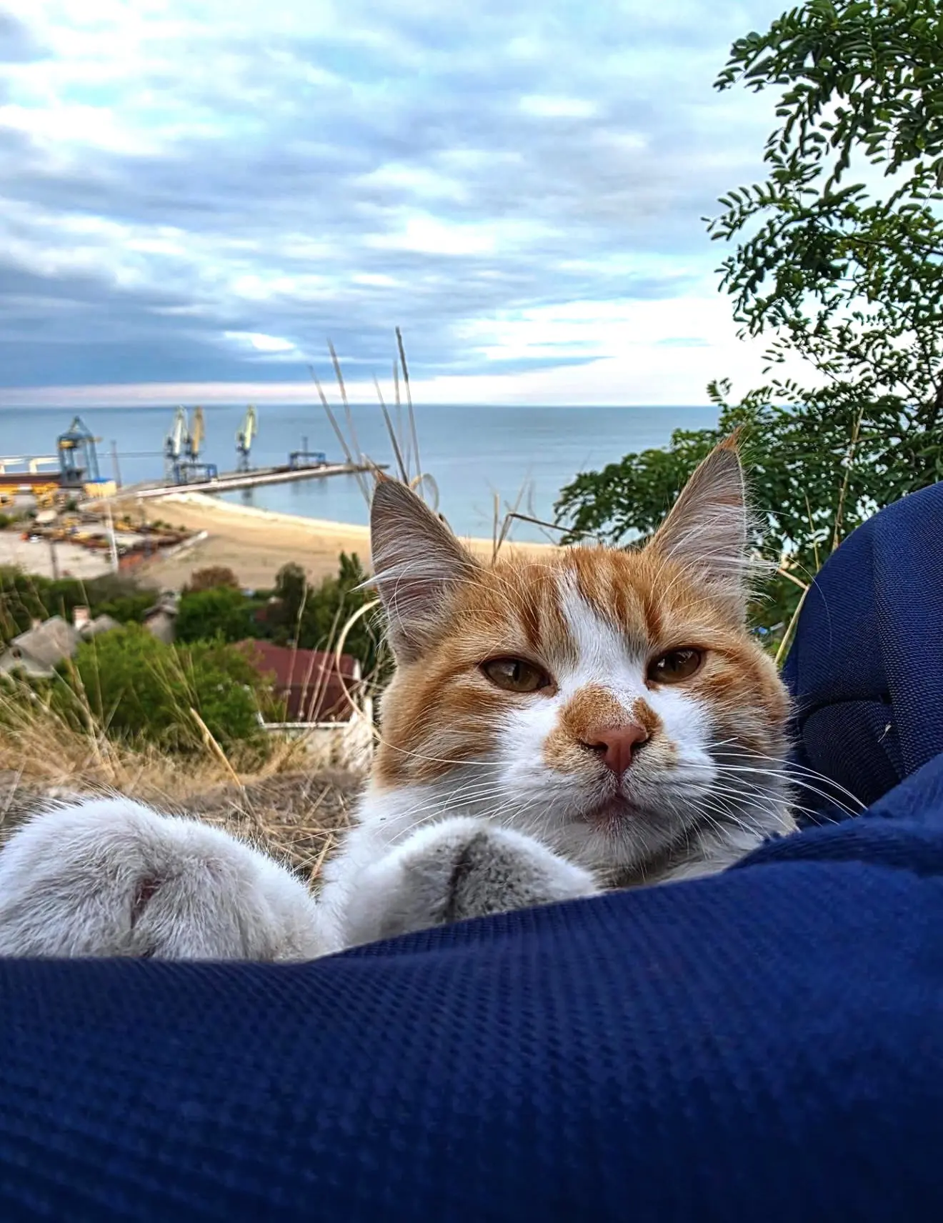 Какой милый котик 📷
