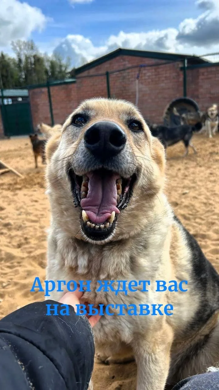 Друзья и все, все, все наш Аргон ждет вас на выставке 🐾