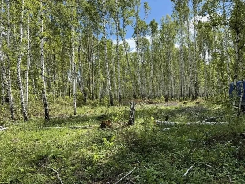 В Курганской области мужчина спилил 37 берёз на полтора миллиона рублей