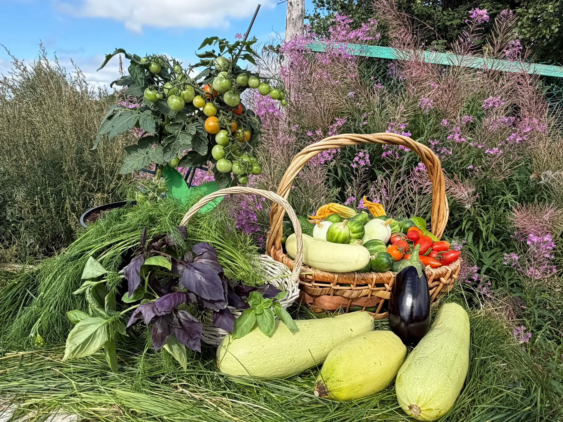 🍉 Богатый урожай в селе Нори!