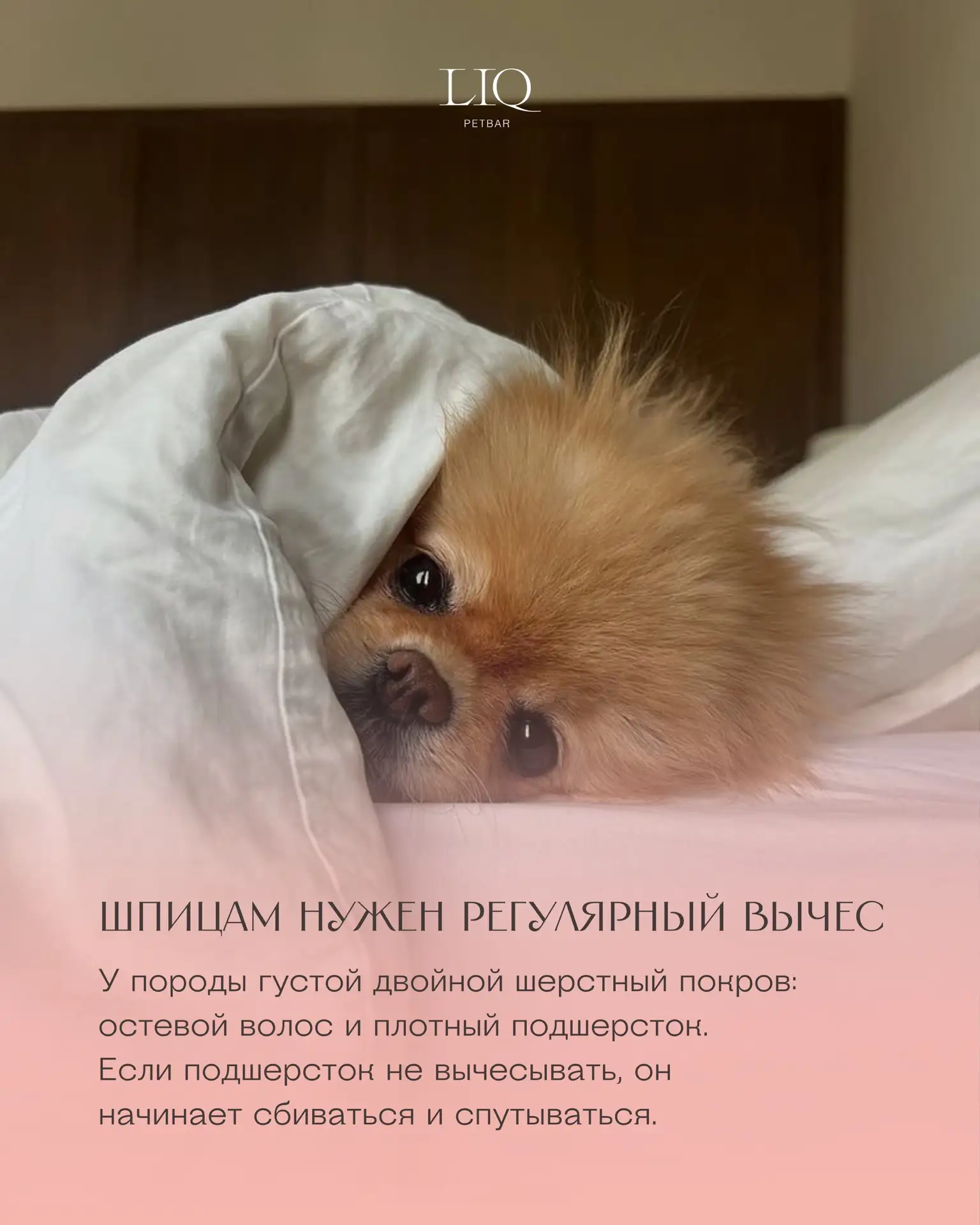 Многие владельцы шпицев думают, что главный уход — это красивая стрижка.
