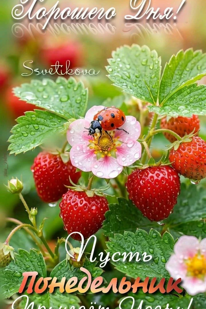 🌷 Открытки подписаться 👈