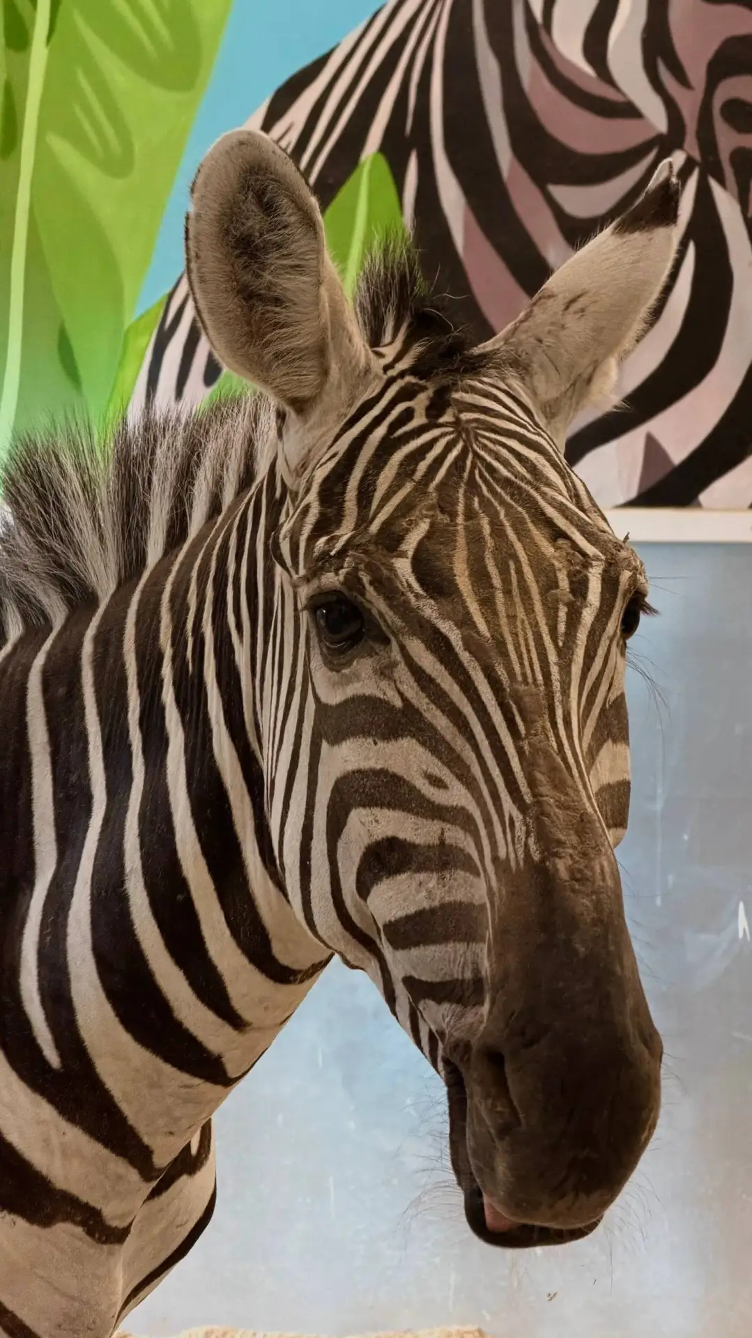 🦓 У зебры Стефана появилась невеста из Нидерландов

Зебру по кличке Сильвия привезли в зоопарк на У