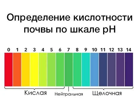 Определяем кислотность почвы на участке 

☑️Заварите 3-4 листа черной смородины или черемухи в стака