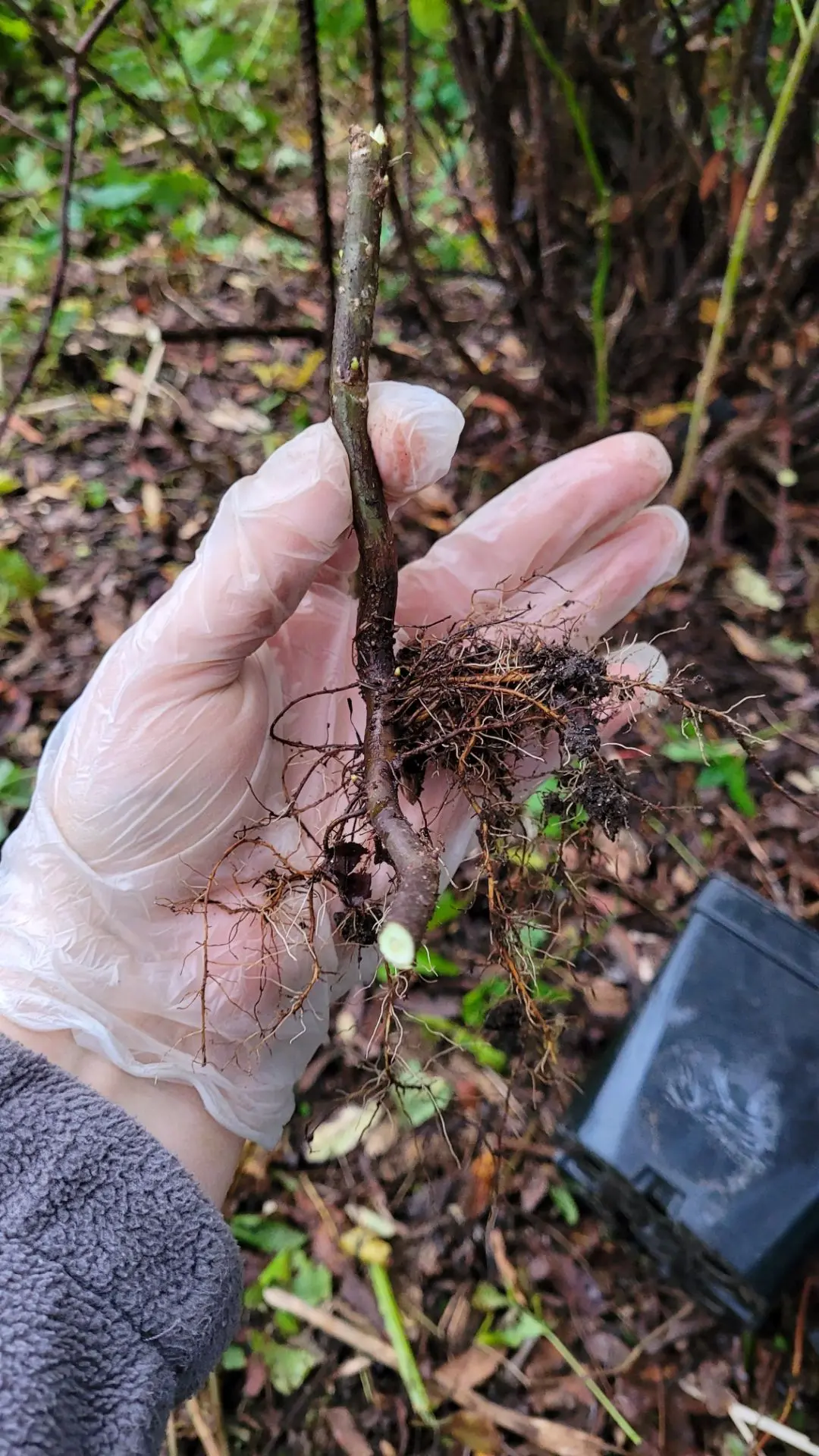 Старые кусты смородины 🌿