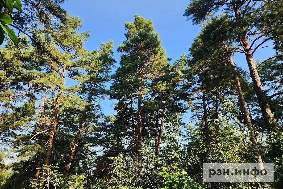🌳 В Рязанской области в октябре высадят более 15 тысяч зелёных насаждений на 374 объек...