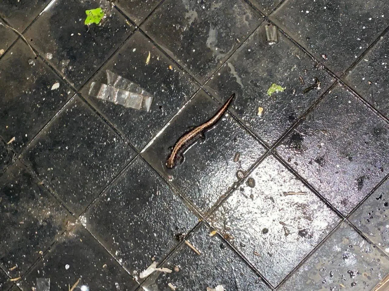 В Москаленском районе заметили краснокнижного сибирского углозуба 🦎