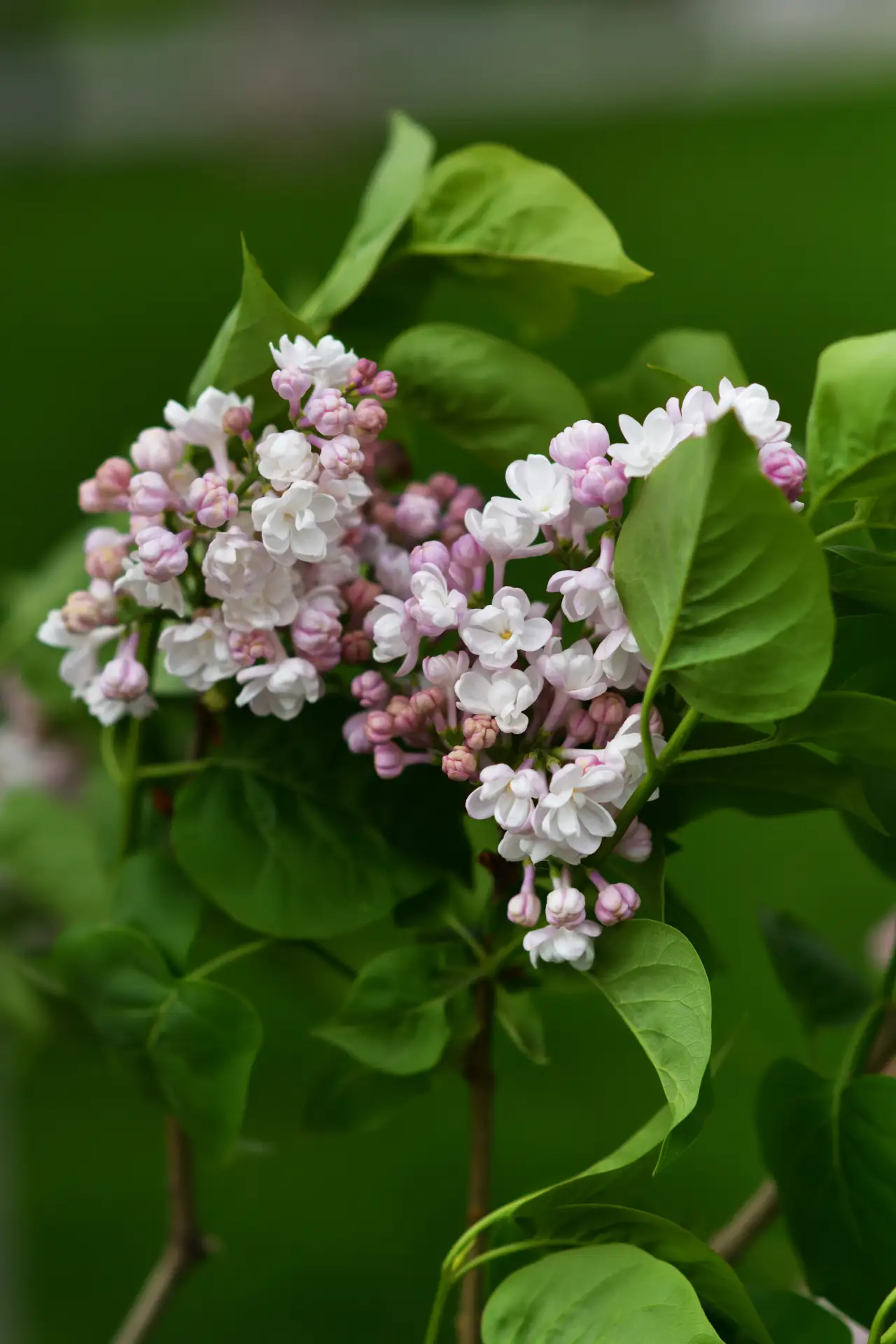 Апрель на улицах столицы Адыгеи 🌿  Присоединяйтесь к фотопроекту #Смотри_Майкоп и публикуйте в ВК и 