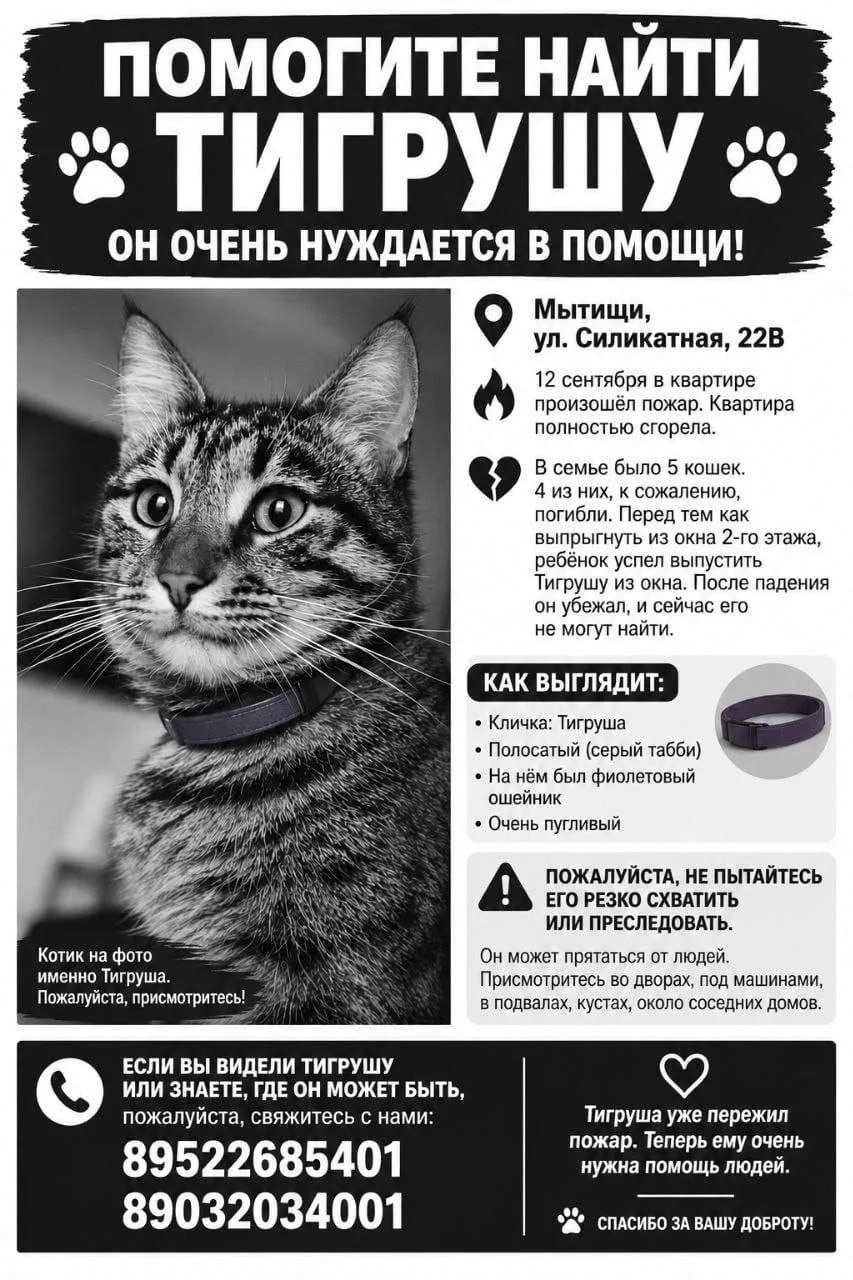Читатели не оставляют надежды найти своего любимца 💔