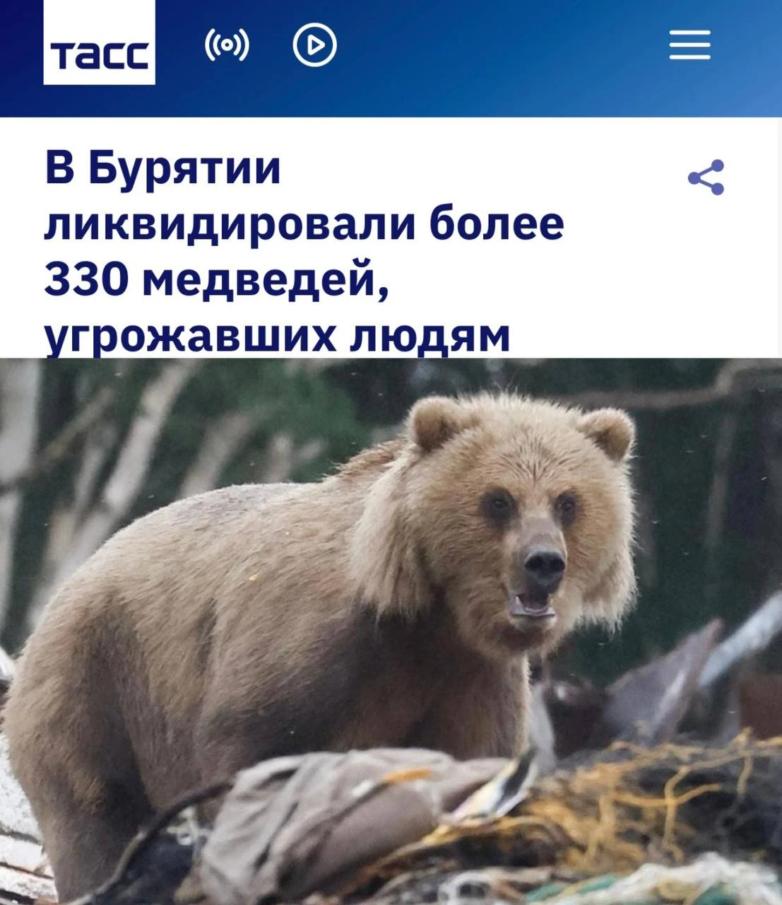 «В Бурятии ликвидировали более 330 медведей, угрожавших людям»: Медведи выходили к насе...