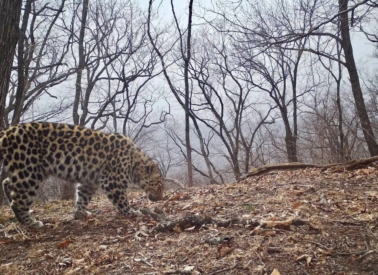 Пришёл, пометил, победил 🐆  Главный девиз дальневосточного леопарда показан на кадрах во всей красе.