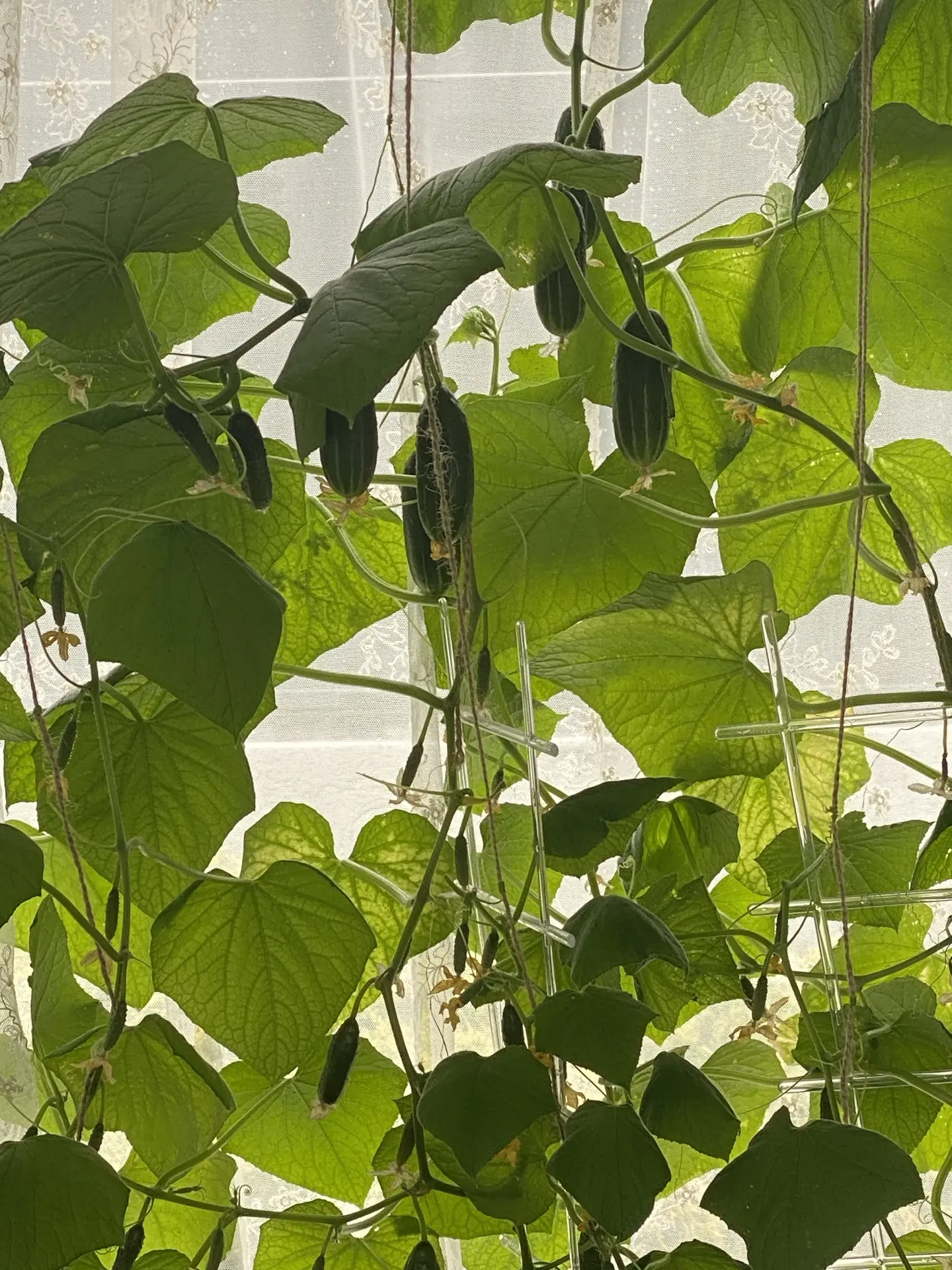Лёша сегодня замолосолил огурчики))) помидорчики уже зацвели!!! Ждем 🍅😍