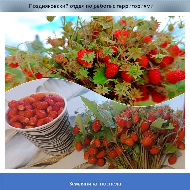 💢На пригорочках с разнотравьем и опушках берёзовых лесов уже  поспела вкусная и полезная лесная яго