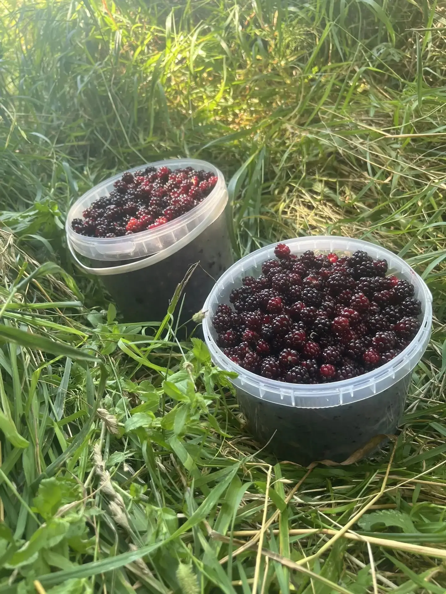 Продам лесную ежевику, 550 руб литр. Доставка по городу от 2-х литров.

👤 Вера Иванова

#Плюшкин #П