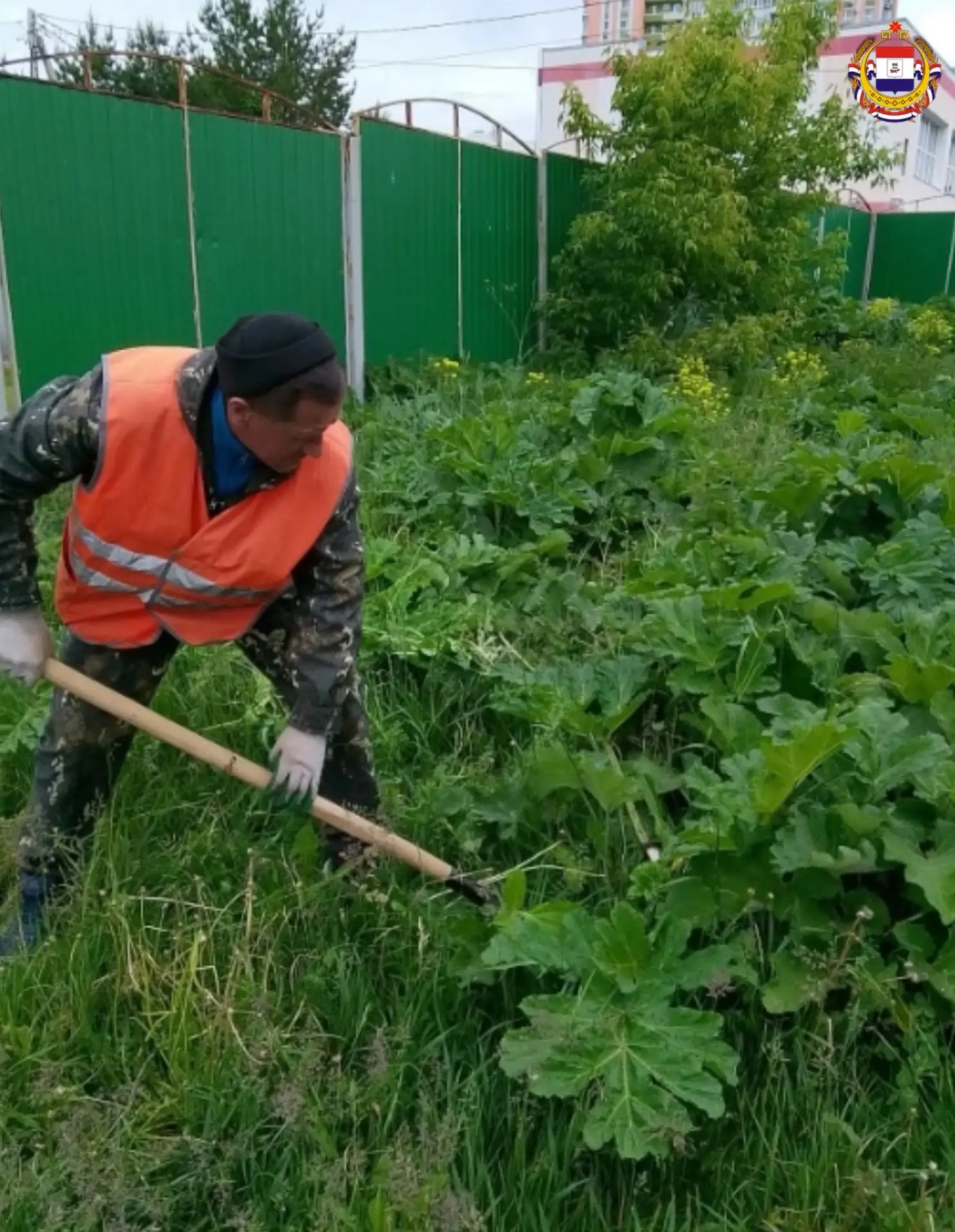 🌿Покос борщевика в Саранске