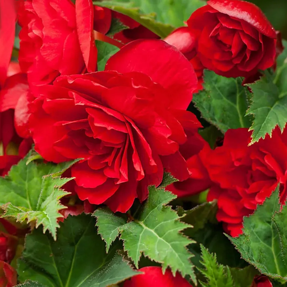 Новинки клубневых бегоний для вдохновения! 🌺  Готовы превратить балкон, террасу или клумбу в выставк
