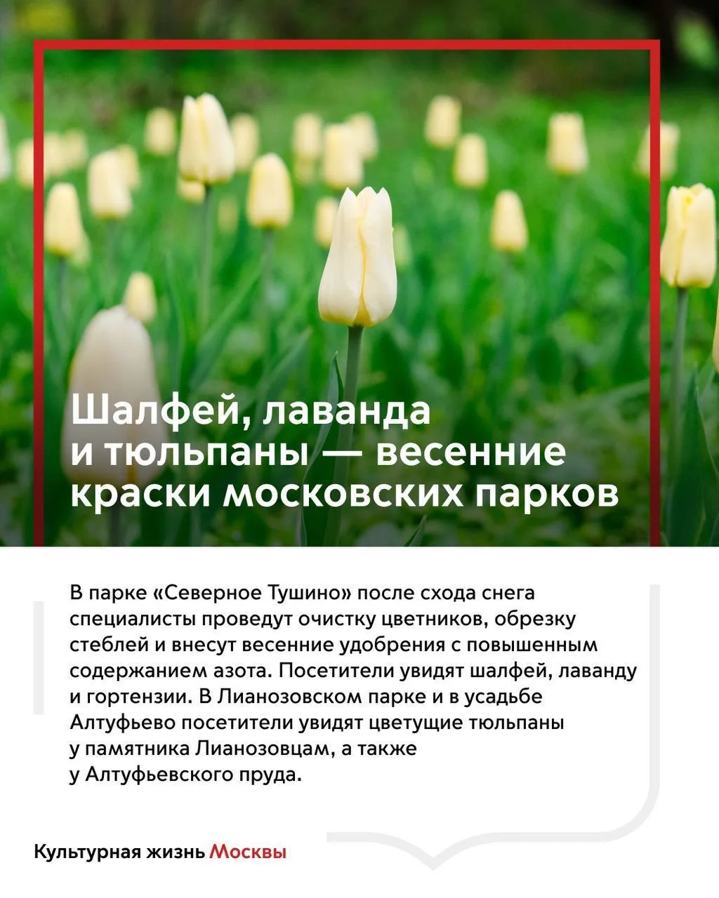 Настоящая весна — в пути: около 800 тысяч цветов распустятся в парках города  Подготовка к весеннему