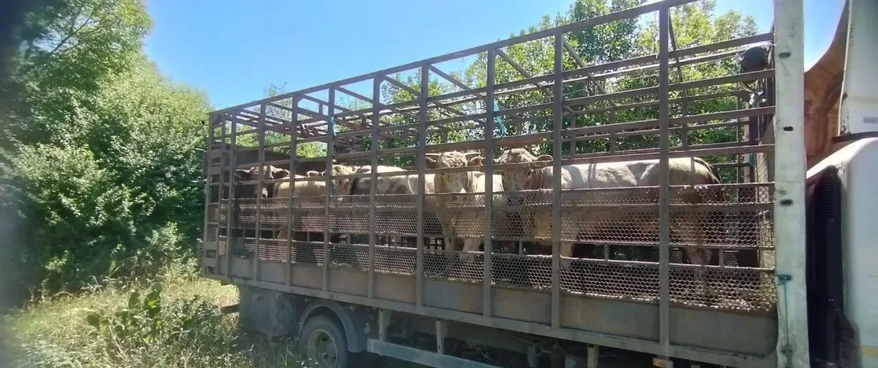 В Калининском районе ветеринарными специалистами пресечен факт несанкционированной пере...