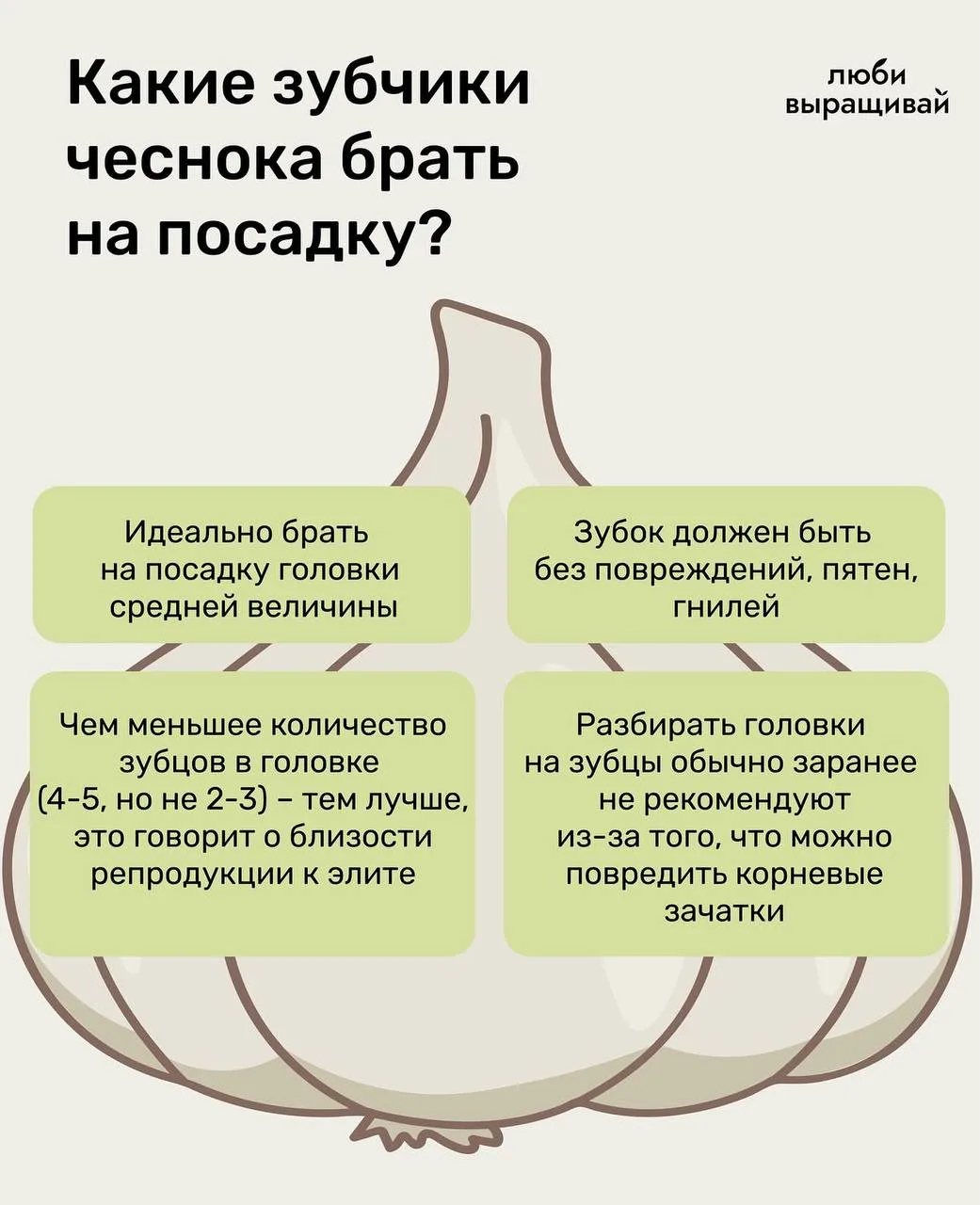 🧄  Какие зубчики чеснока выбрать для посадки