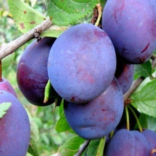Слива Анна Шпет может похвастаться большими вкусными плодами, она широко распространена...
