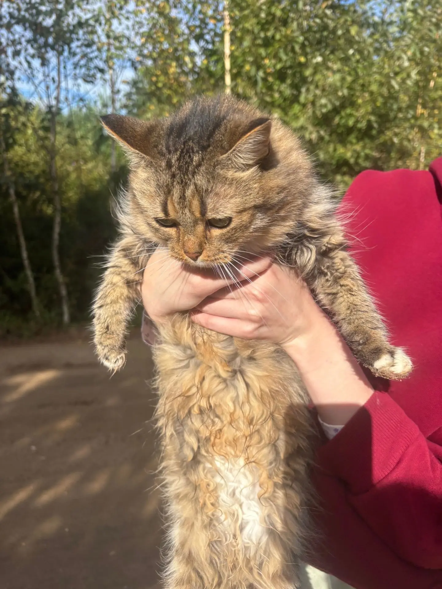 Деревня Богунино,Кимрский район , потерянная или выброшенная молодая кошечка, к себе вз...