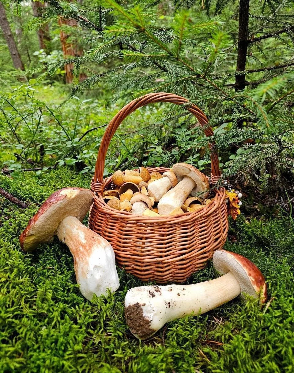 🍄‍🟫Настоящий грибной бум начнётся в Москве и Подмосковье на следующей неделе.