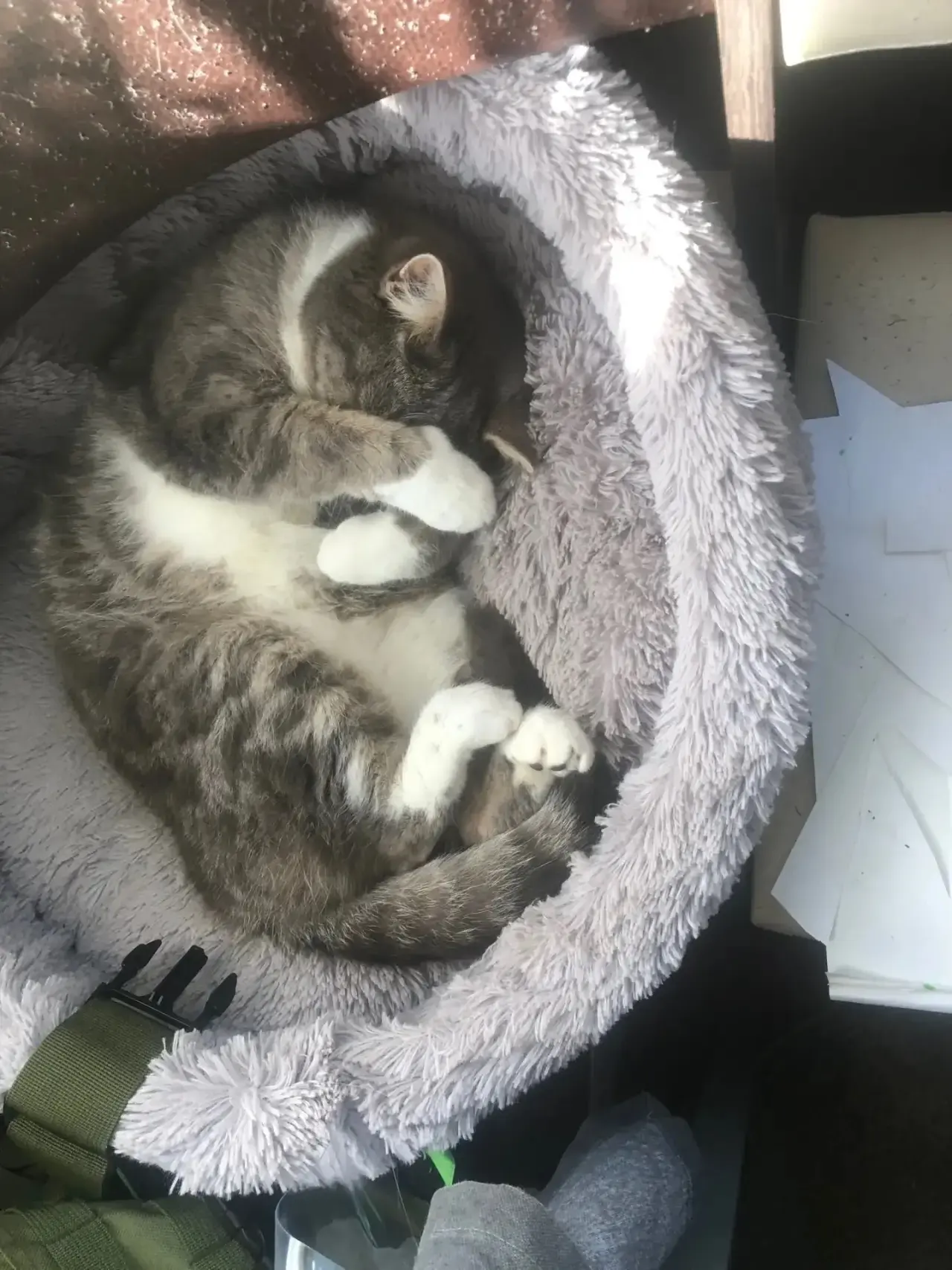 #советы_домашнего_кота🐈

Совет: Бывают дни, когда хочется спрятаться от всего мира. Не надо стеснят