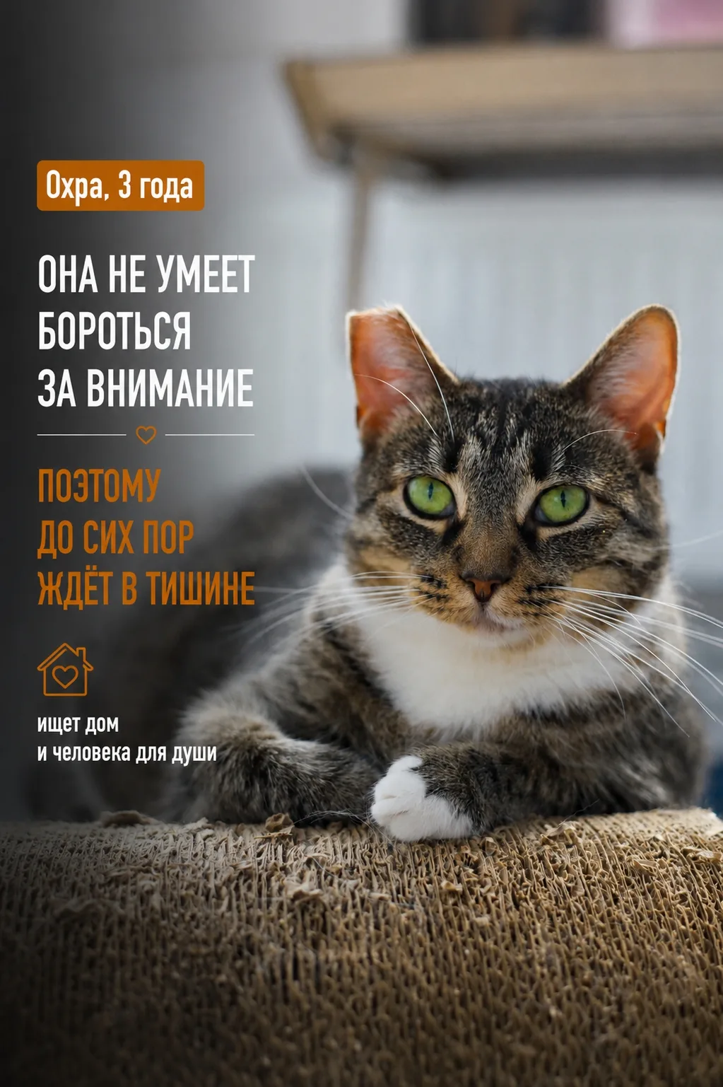 Охра — невероятно спокойная и чуткая кошечка. Она совершенно не умеет конфликтовать или...