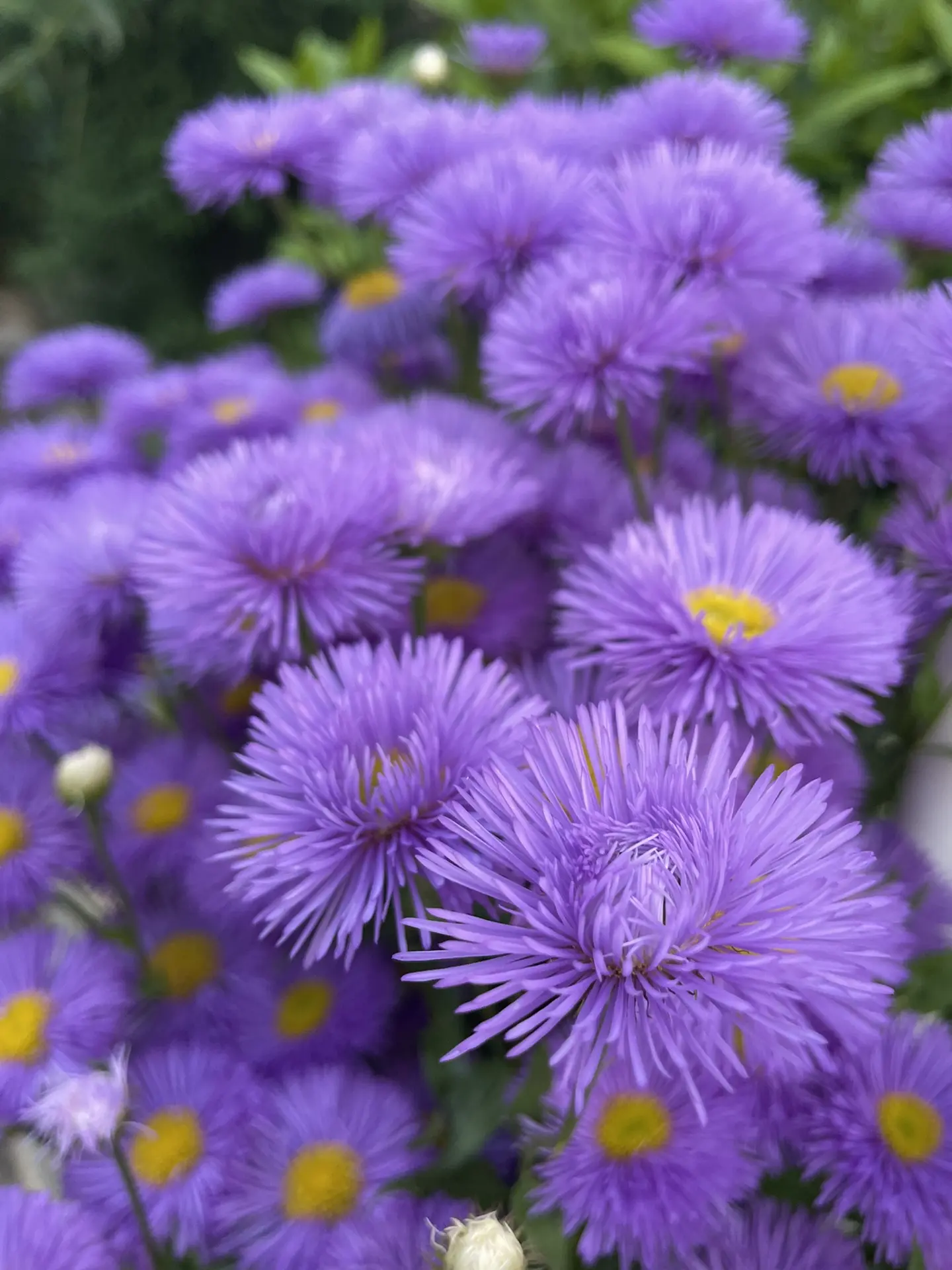 Цветочного настроения на ночь от подписчицы🌸💕