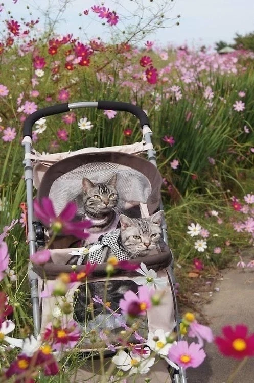 Дети- это цветы 💐