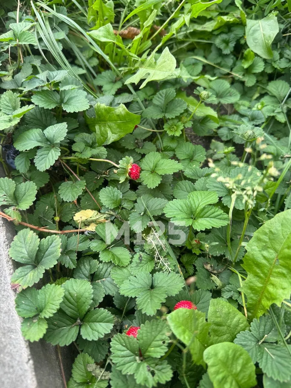 В сквере в проезде Шокальского заметили ягоды, похожие на землянику 🍓 Скорее всего, на...