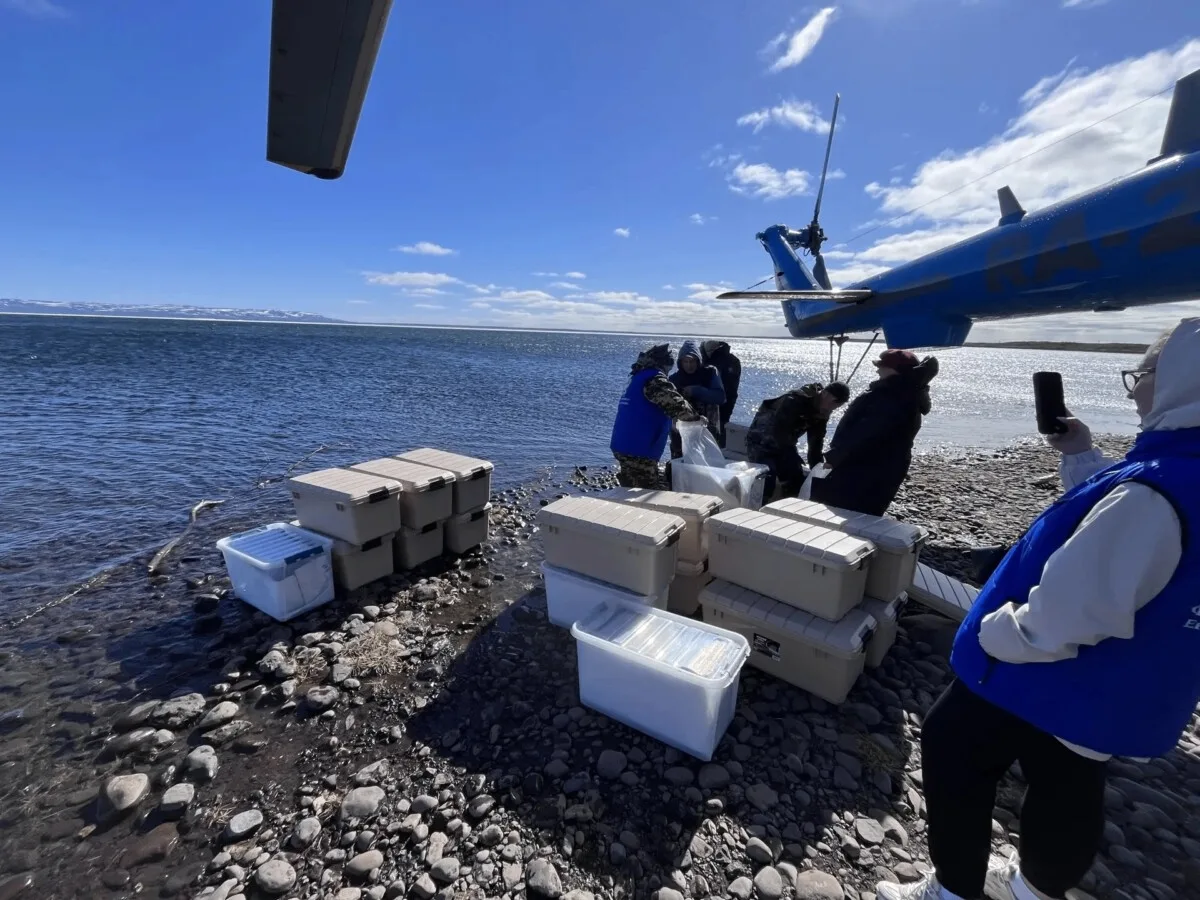 🐟Более 55 тысяч мальков нельмы выпустили в озеро Кета

«Норникель» продолжает восполнять биоресурсы