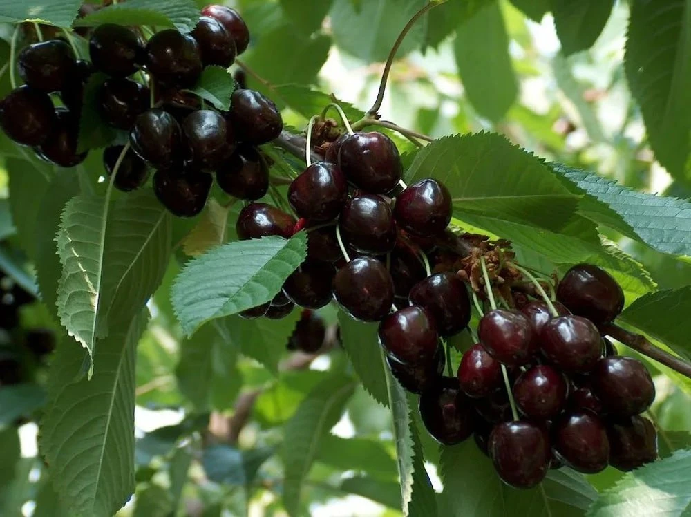 🍒 Сорт вишни «Шоколадница»

📌Дерево этого сорта имеет небольшой размер и достигает высоты до 2,5 м