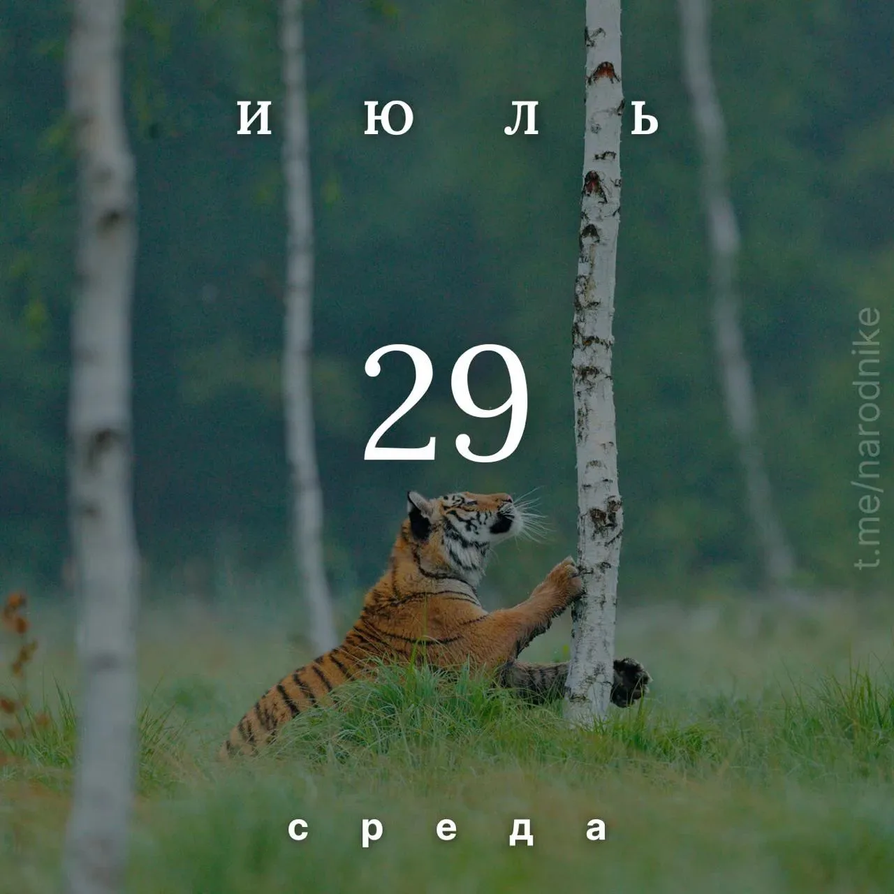 Праздники :
🐯 Международный день тигра
🫂 День заботы о любимых людях

Православные :
🕊 Празднован