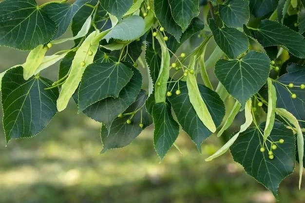 🌿 Лечебная ванна из липы для здоровья суставов!