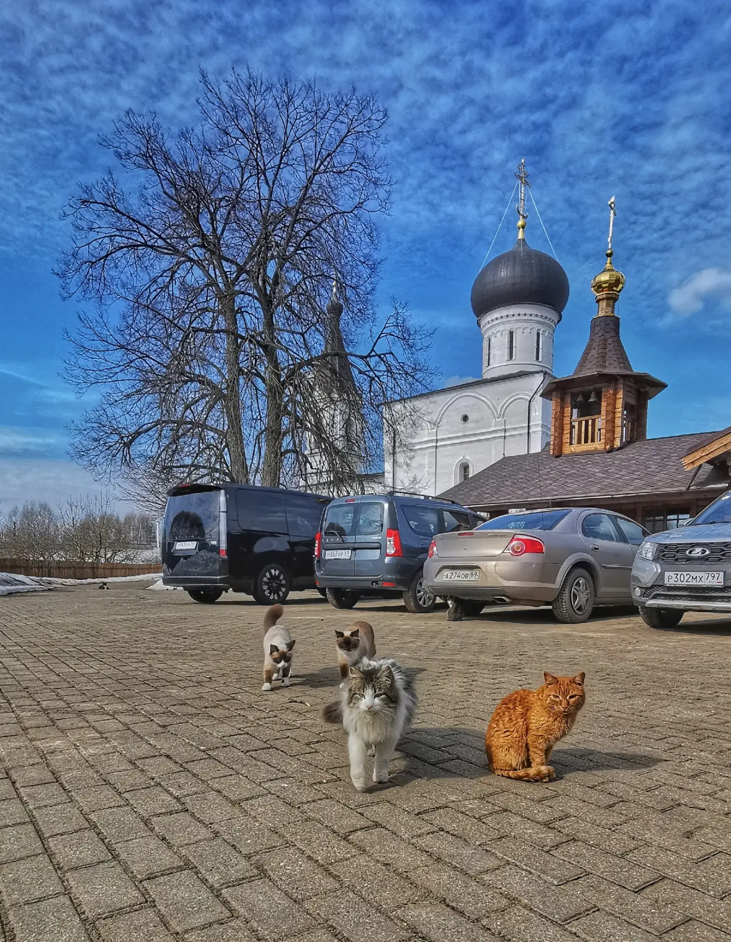Монастырские котики на Орше  Фото: Sergeu Kaptain