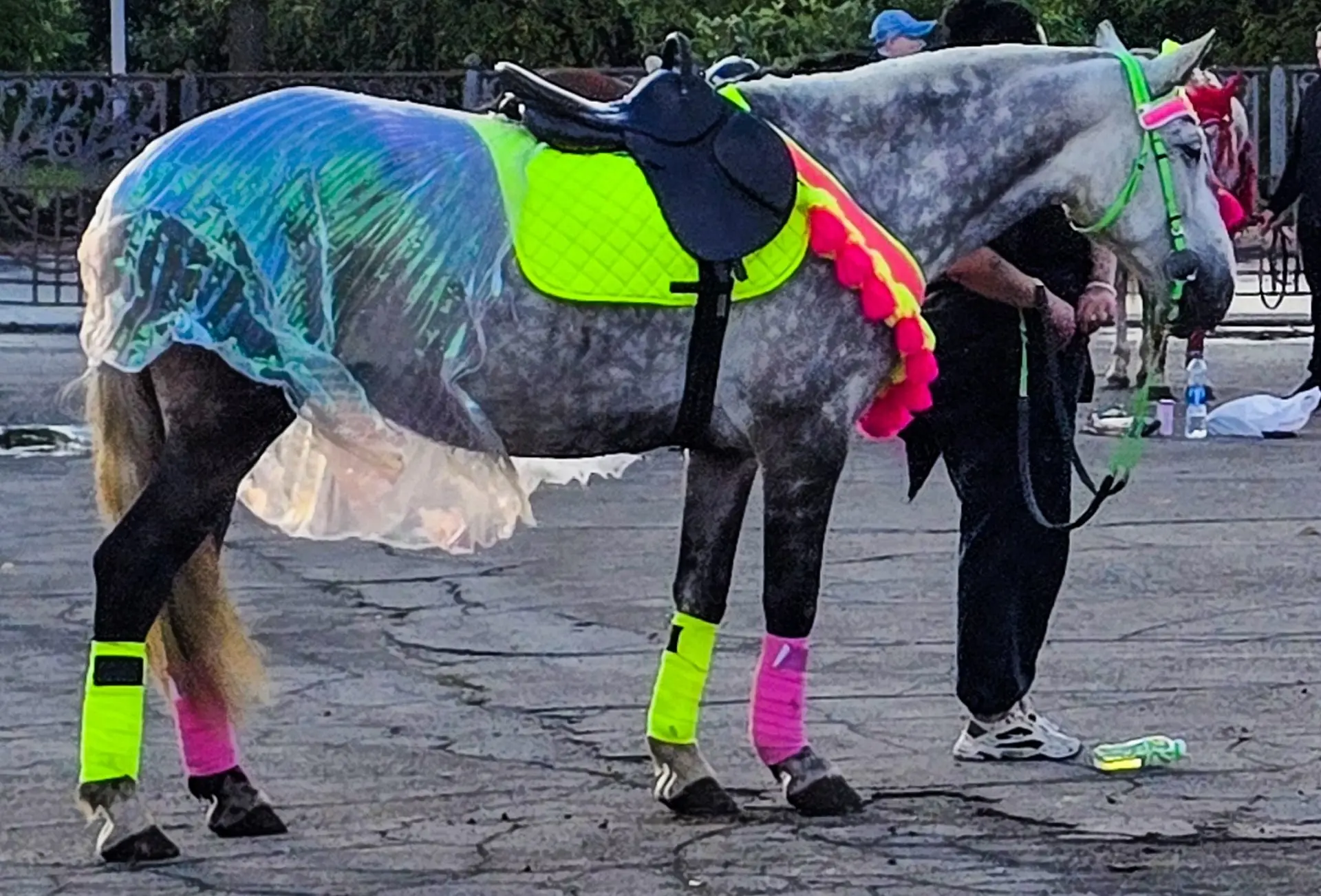 🚨🐴 ЖИВОТНОДЁРСТВО ИЛИ РАЗВЛЕЧЕНИЕ?!