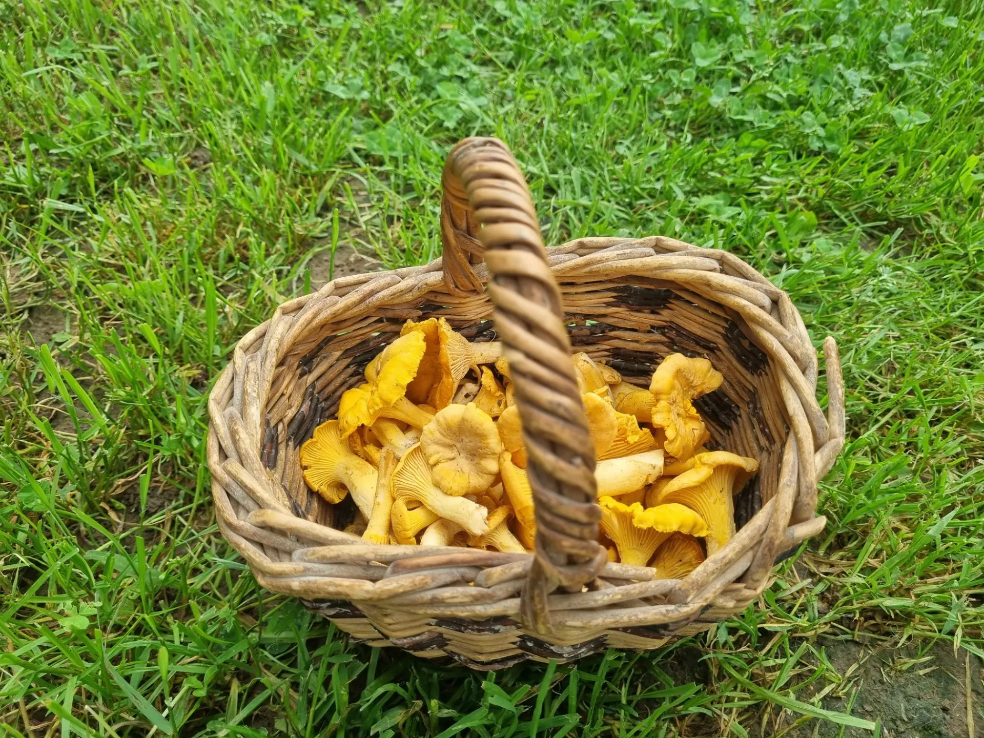 Советы успешного грибника 🍄🤣: