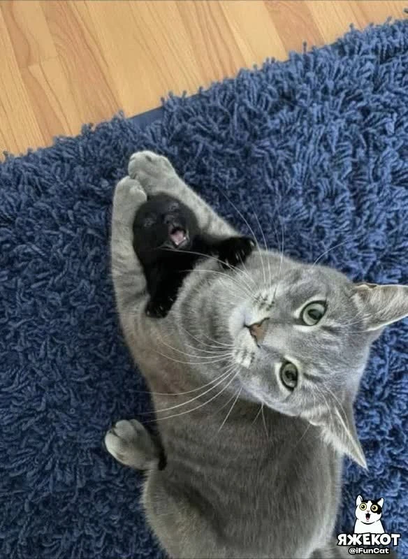 🐾 ЯЖЕКОТ