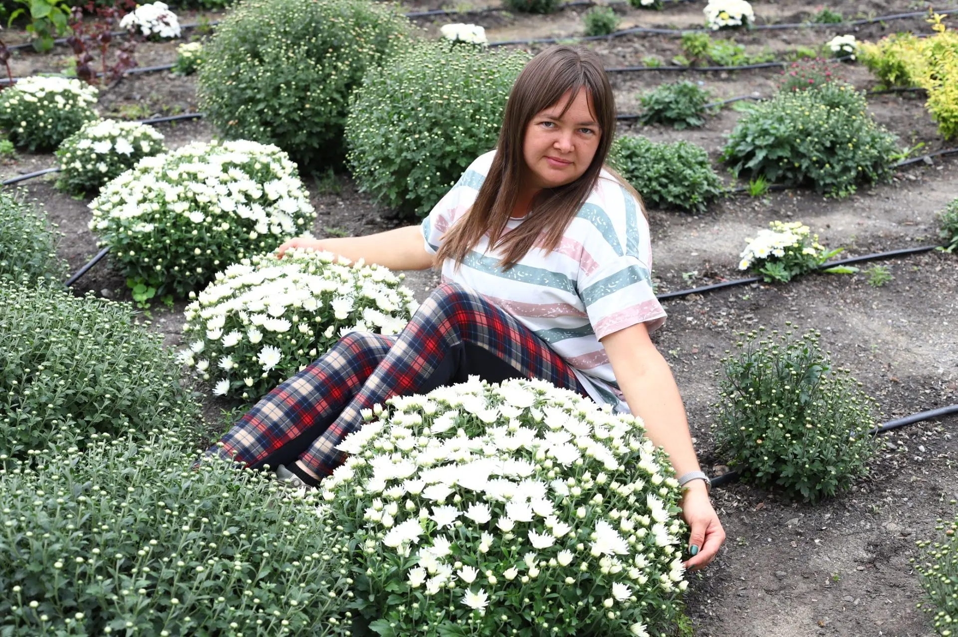 Кусты гиганты.