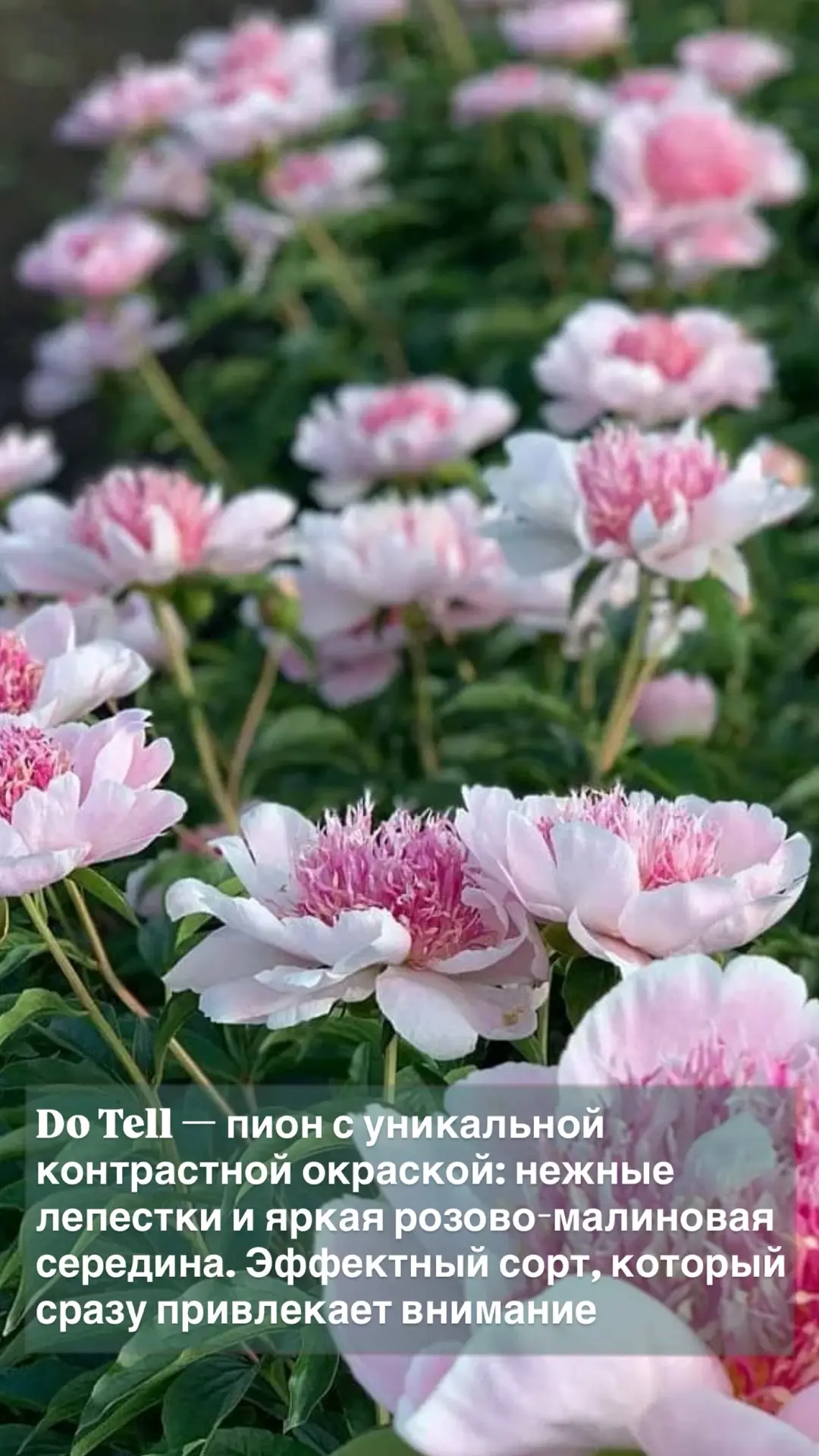 🌸 Больше свободы в выборе сортов — меньше ограничений при заказе! 🌿
