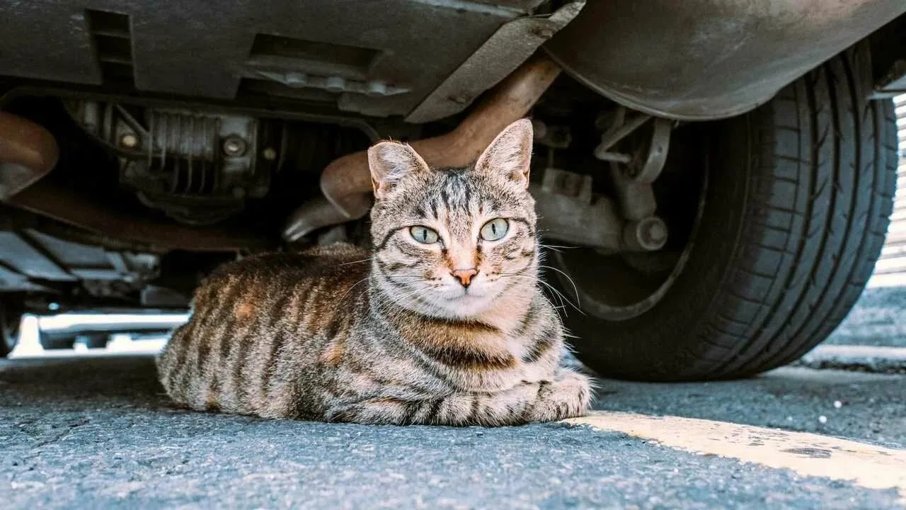 🐈 BYD патентует систему, которая может спасти множество кошачьих жизней

Страх любого автомобилиста