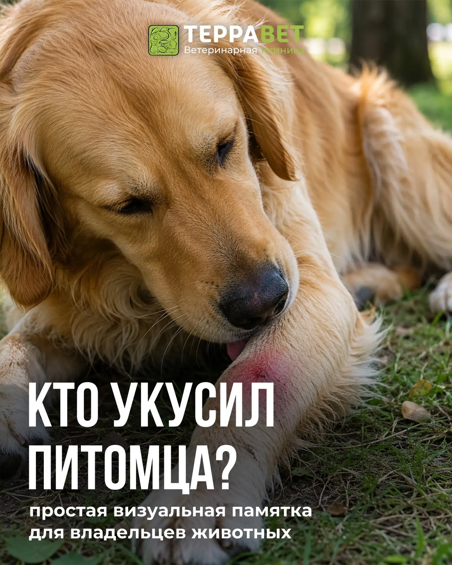 Тёплый сезон — это не только приятные прогулки с питомцем, но и встречи с насекомыми и ...