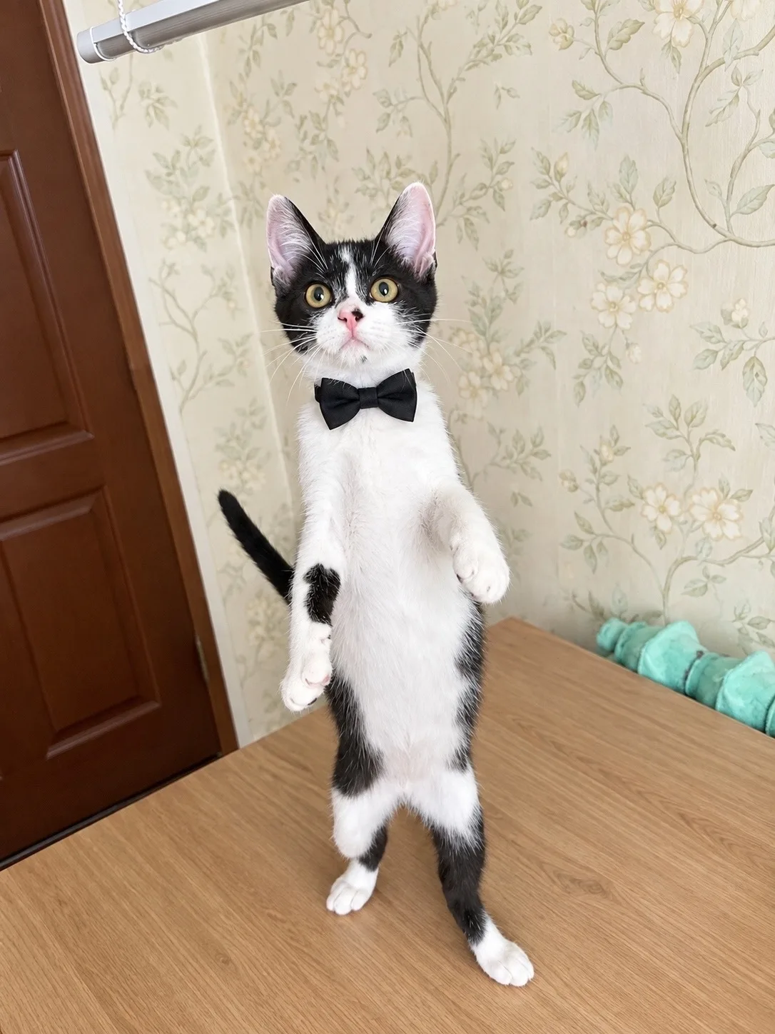 🐾 Ищем самый лучший дом для чудесного котёнка! 🐾