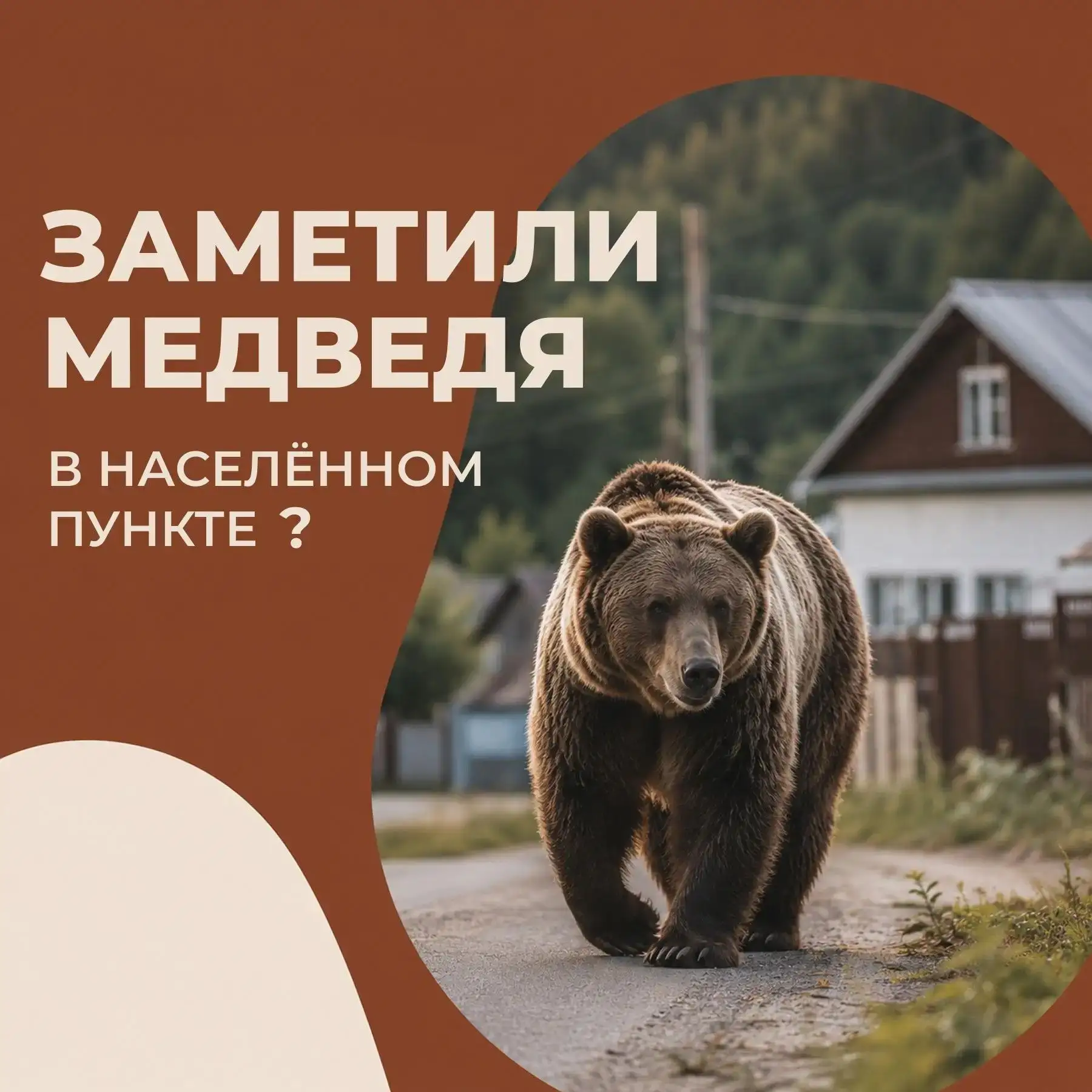Если вы заметили медведя в населённом пункте или вблизи жилых массивов, соблюдайте прав...