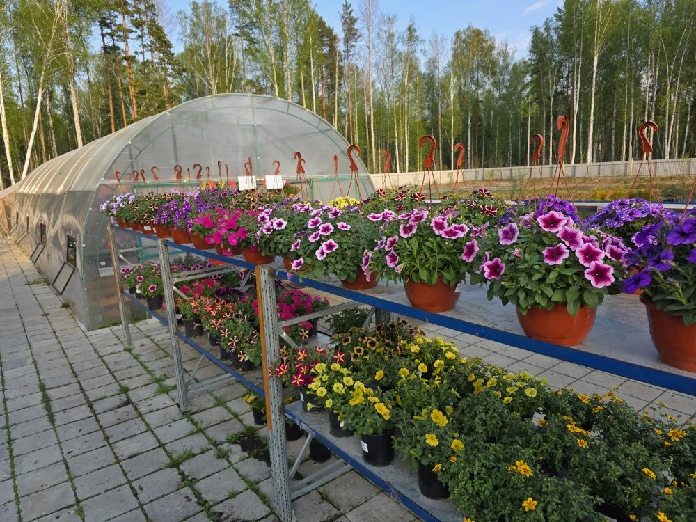 Многоярусные стеллажи перед теплицей с летниками оказались отличным решением  И дополнительное место