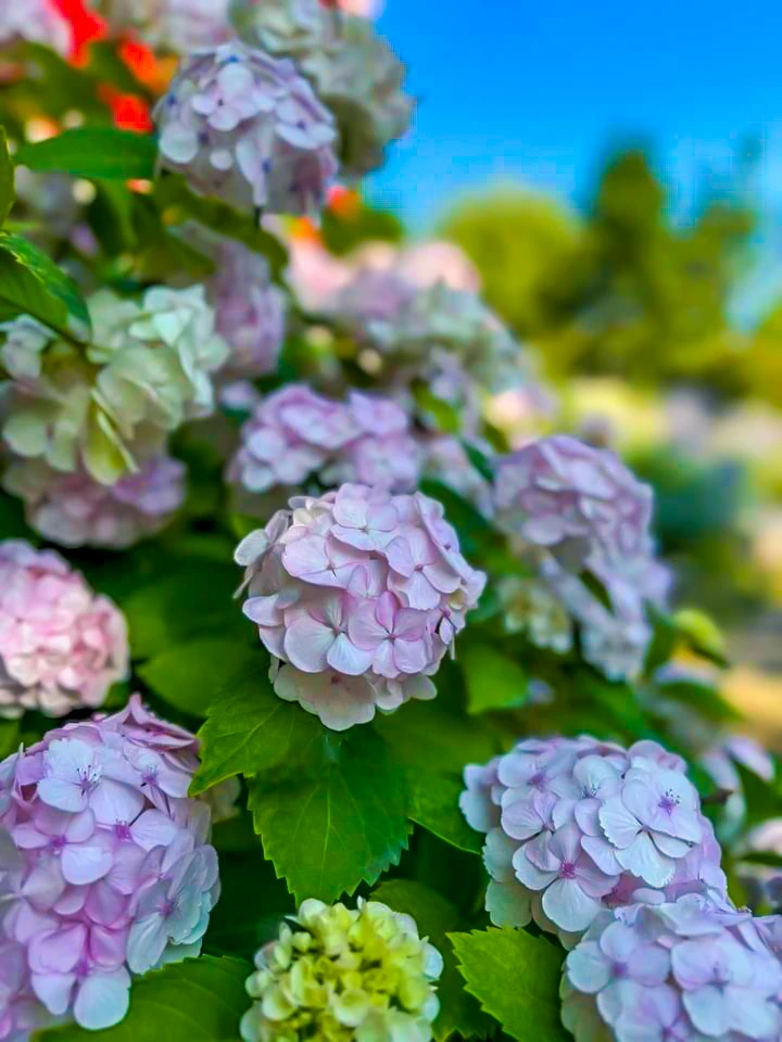 🍀🌸Для многих японцев 
сезонное любование гортензией
то же самое, что и празднование ханами, на это