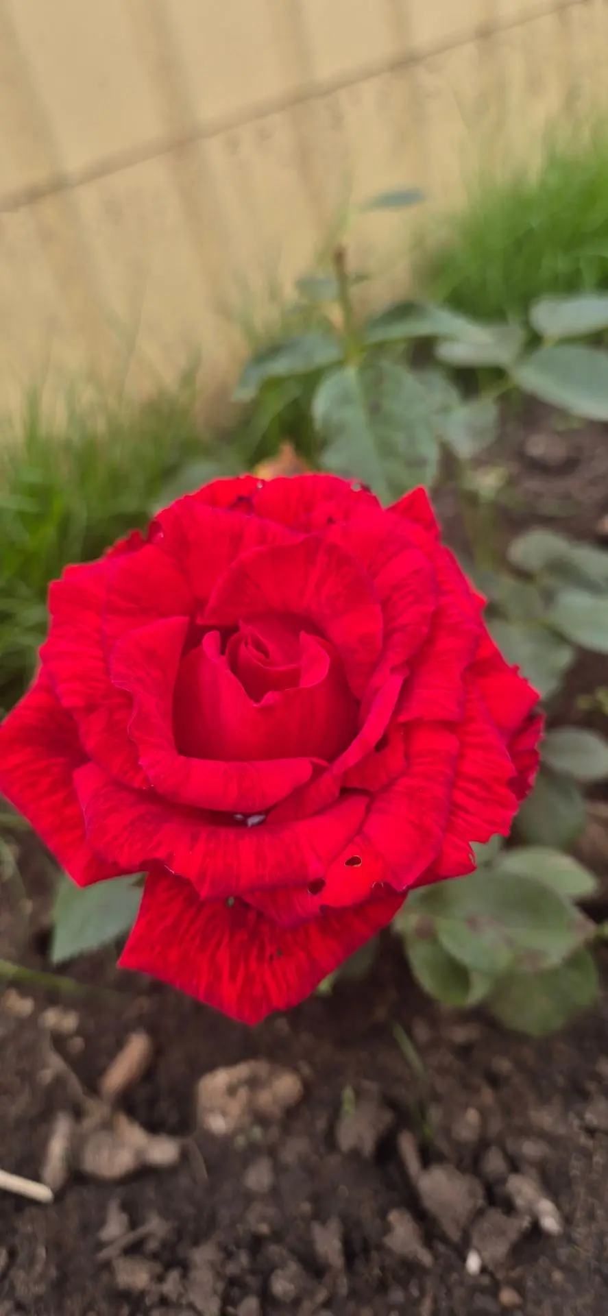 Мои цветочки розы и лаванда 😍